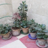 گلهای طبیعی شانزده باگلدان سفالی ارزان همش یکجا