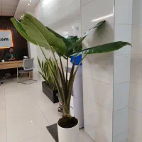 گلکده پاچیرا|گل و گیاه طبیعی|یزد, |دیوار