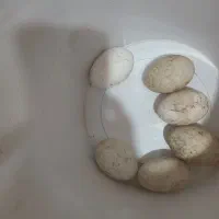 تخم غاز و قو غاز