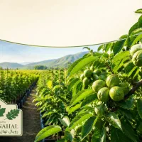 فروش نهال گردو ژنوتیپ اصلاح شده ارسال به سراسرکشور
