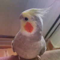 گمشده|حیوانات|کرمانشاه, |دیوار