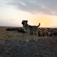 تربت حیدریه روستای نسر قلعه نو|سگ|جلگه رخ, |دیوار
