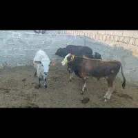 فروش گوساله نر