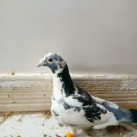 مجسمه کبوتر نابلد