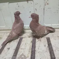 کفتر سینه ای|پرنده|جویم, |دیوار