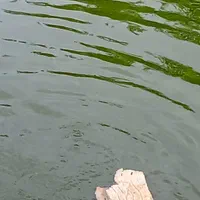 فروش بچه ماهی