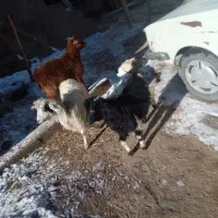 بز نر و ماده|حیوانات مزرعه|قروه, |دیوار