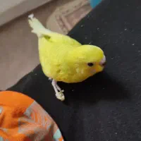 مرغ عشق|پرنده|مشهد, کشف|دیوار