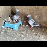 کبوتر پلاکی سه جفت عراق