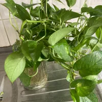 قلمه گل پتوس