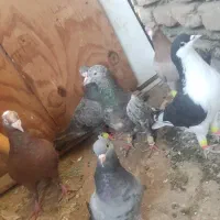 چندتا کفتر نر|پرنده|قزوین, |دیوار