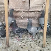 پلاکی 5یا6پری|پرنده|تهران, شوش|دیوار
