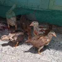 جوجه محلی زابل وطنی