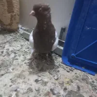 نر واس کنبد