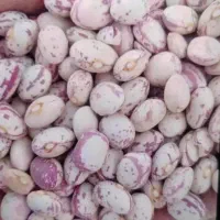 لوبیا چیتی|خوردنی و آشامیدنی|شیراز, محراب|دیوار