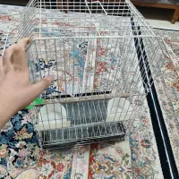 قفس پرنده