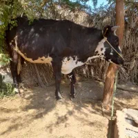 گوستر با نژاد سمینتال مهر