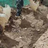 بوقلمون ماده اصل ۲سه ماه دیگه به تخم میاد|حیوانات مزرعه|تربت جام, علوی|دیوار