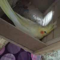 عروس هلندی مولد|پرنده|کرج, فاز ۵ مهرشهر|دیوار