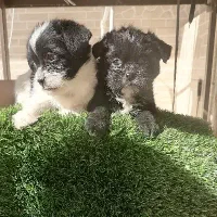 توله سگ|سگ|کرمان, |دیوار