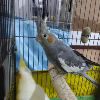 طوطی عروس مولد|پرنده|بوئین زهرا, |دیوار