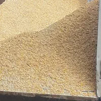 فروش ذرت برزیل و روسی