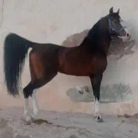 نریان مناسب یکه بندی