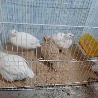 فروش  بلدرچین بالغ تخم گذار