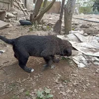 سگ گله و نگهبان (سگ تالشی)|سگ|طاهرگوراب, |دیوار