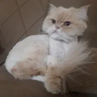 گربه واگذاری