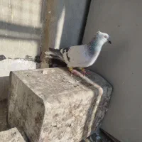 نر ماده|پرنده|اقبالیه, |دیوار