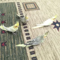جوجه عروس هلندی