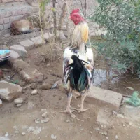 خروس