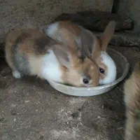 بچه خرگوش رنگارنگ