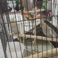 عروس سه ماهه سه عدد|پرنده|بندر ماهشهر, |دیوار