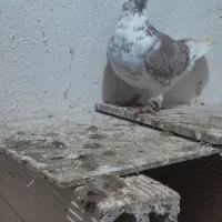 کفتر سار|حیوانات|مشهد, باغون آباد|دیوار