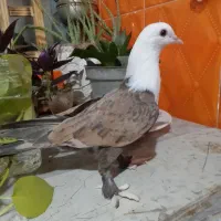 کفترکلاغ
