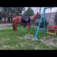 ۲ راس اسب یک مادیان ترکمن یک نریان هلشتاین