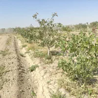 فروش باغ پسته|فروش دفتر صنعتی، کشاورزی، تجاری|هرند, |دیوار