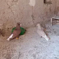 نر ماده دم سفید خوش رنگ