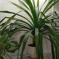 فروش گل|گل و گیاه طبیعی|شیروان (خراسان), |دیوار