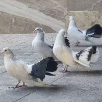 کفتر دم چتری