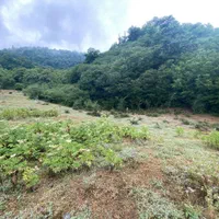 زمین جنگلی رویان ویو دریا