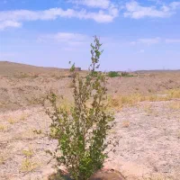 زمین چمگ