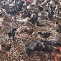 جوجه مرغ وخروس محلی رسمی۲۵روزه واقع در ورامین