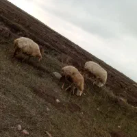 فروش