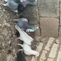 کبوتر پلاکی