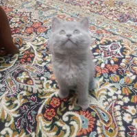 بچه گربه اسکاتیش|گربه|کرمان, |دیوار