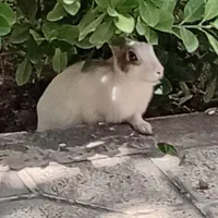 خرگوش