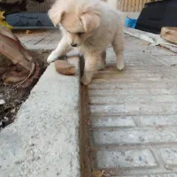 پامریعن عروسکی توله دو ماه|سگ|اصفهان, قائمیه|دیوار